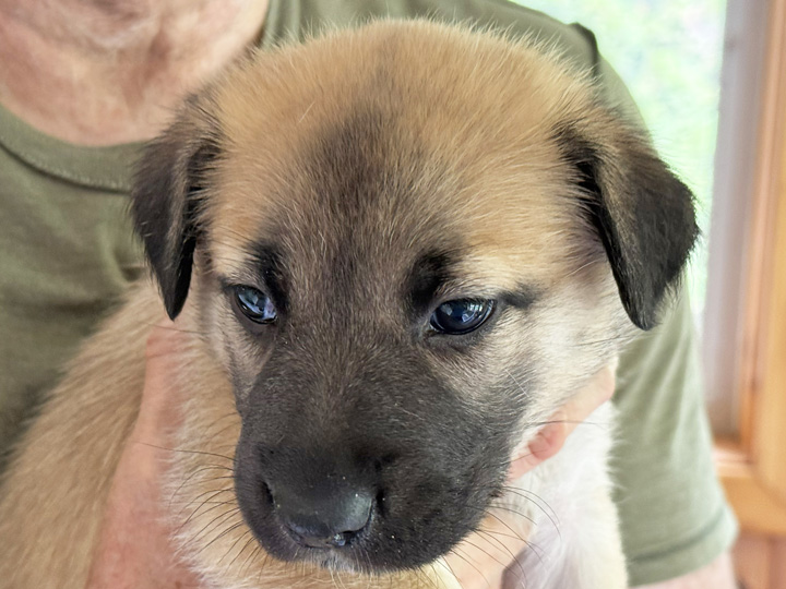 chinook puppy